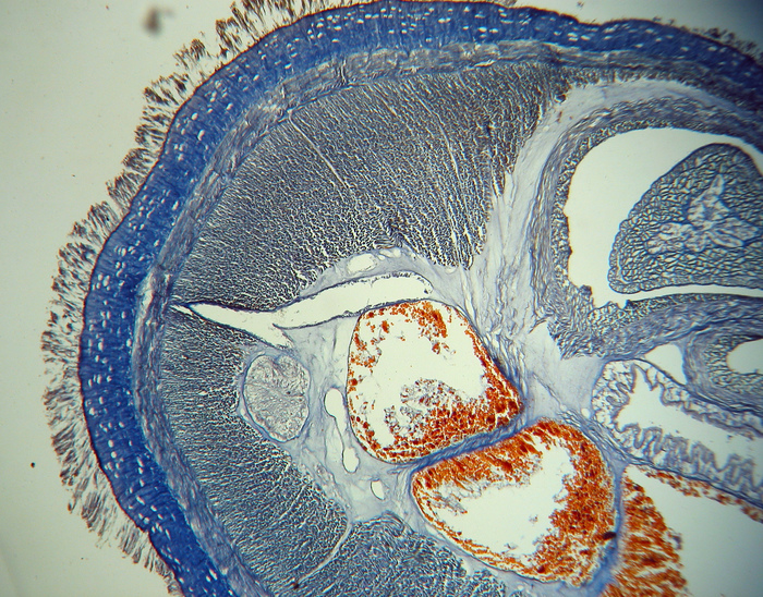 Holotype, transverse section Holotype, transverse section