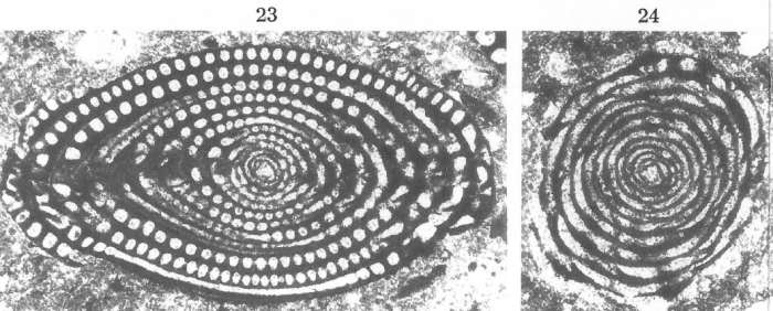 Alveolina (Glomalveolina) subtilis Hottinger, 1960