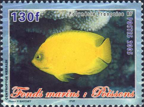 Centropyge heraldi Centropyge heraldi