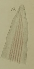 Borlasia splendida Keferstein, 1862