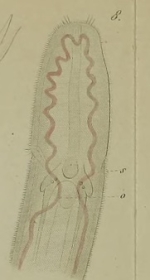 Oerstedia pallida Keferstein, 1862