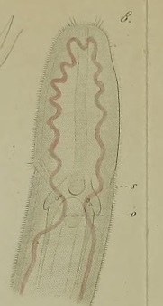 Oerstedia pallida Keferstein, 1862 Oerstedia pallida Keferstein, 1862