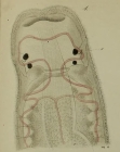 Prosorhochmus claparedii Keferstein, 1862