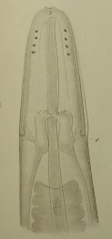 Nemertes octoculata Keferstein, 1862