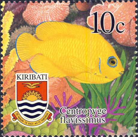 Centropyge flavissima Centropyge flavissima