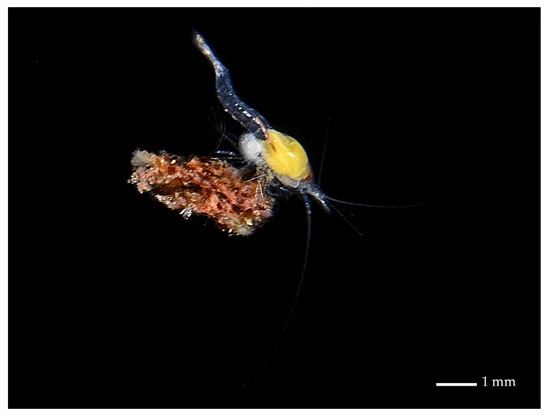 Antromysis cenotensis Antromysis cenotensis