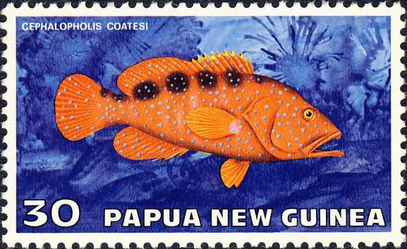 Cephalopholis coatesi Cephalopholis coatesi