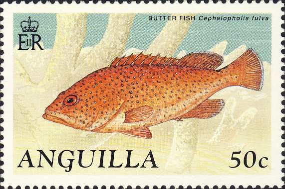 Cephalopholis fulva Cephalopholis fulva