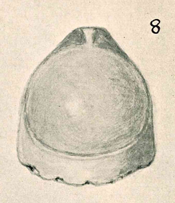 Lagena fimbriata var. polita Chapman & Parr, 1937 Lagena fimbriata var. polita Chapman & Parr, 1937