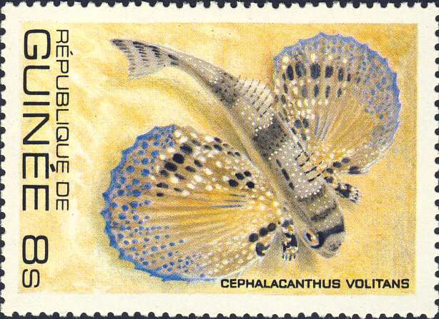 Cephalacanthus volitans