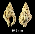 Cymatiella tritonea (Grateloup, 1845)