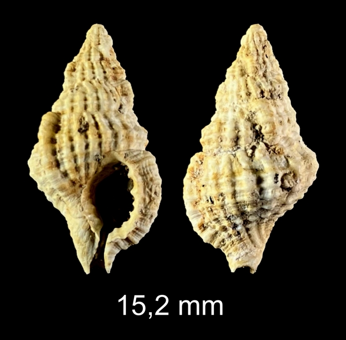 Cymatiella tritonea (Grateloup, 1845)
