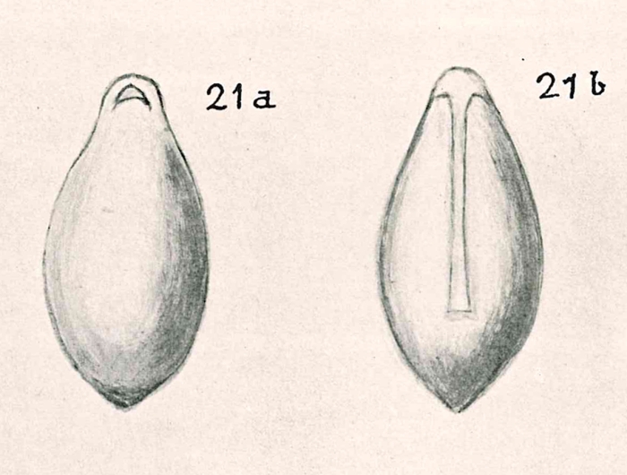 Ellipsolagena cucullata Chapman & Parr, 1937