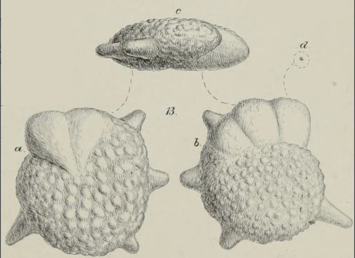 Calcarina schweinfurthi Schwager, 1883 Calcarina schweinfurthi Schwager, 1883