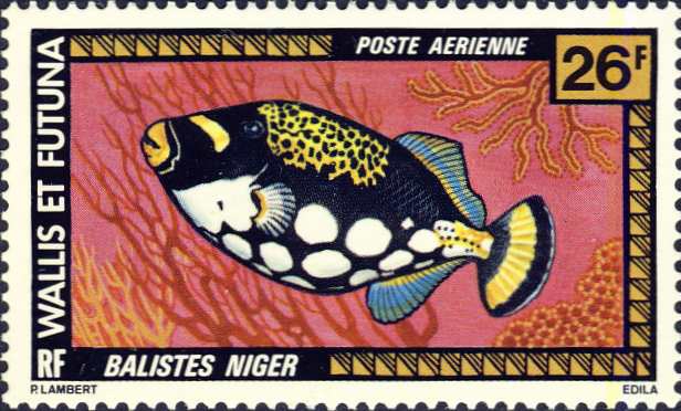 Balistes niger Balistes niger