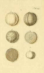 Nautilus melo Fichtel & Moll, 1798