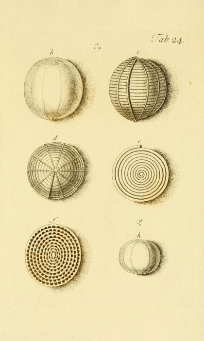 Nautilus melo Fichtel & Moll, 1798 Nautilus melo Fichtel & Moll, 1798