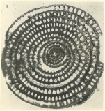 Nautilus melo Fichtel & Moll, 1798