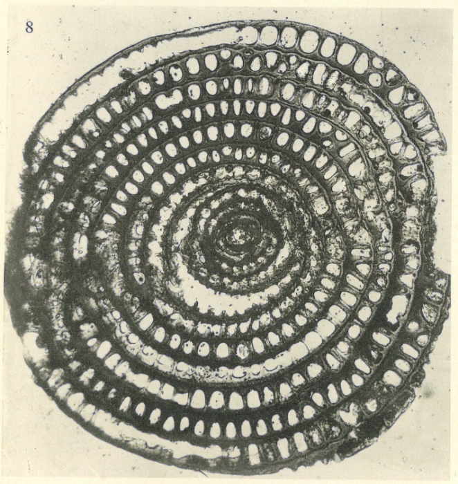 Nautilus melo Fichtel & Moll, 1798 Nautilus melo Fichtel & Moll, 1798