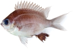 Chromis abadhah