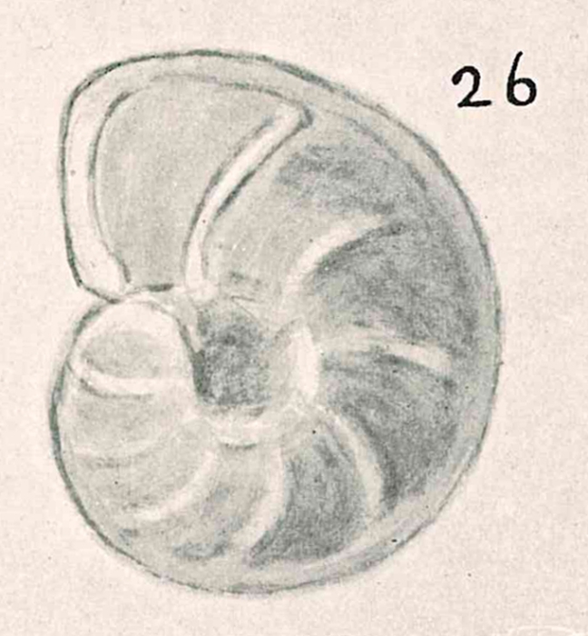 Anomalina colligera Chapman & Parr, 1937 Anomalina colligera Chapman & Parr, 1937