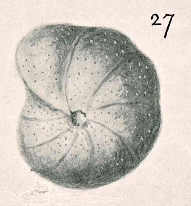 Anomalina globulosa Chapman & Parr, 1937 Anomalina globulosa Chapman & Parr, 1937