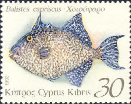 Balistes capriscus Balistes capriscus