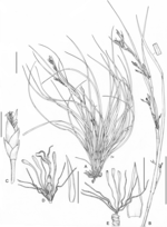 Illustration of Costularia andringitrensis Larridon et al. 2010-0140