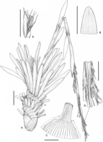 Illustration of Costularia brevifolia Madagascar Razakamalala 4866 K