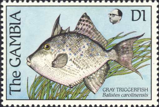 Balistes carolinensis Balistes carolinensis