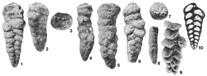 Climacammina copiacellula Maloney, Hoare & Sturgeon, 1988