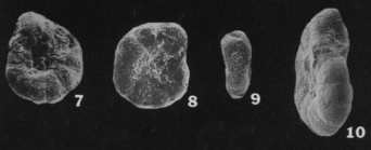 Planoendothyra orbiculata Hoare & Sturgeon, 1998