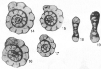 Planoendothyra orbiculata Hoare & Sturgeon, 1998