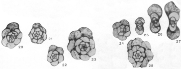 Planoendothyra associata Hoare & Sturgeon, 1998