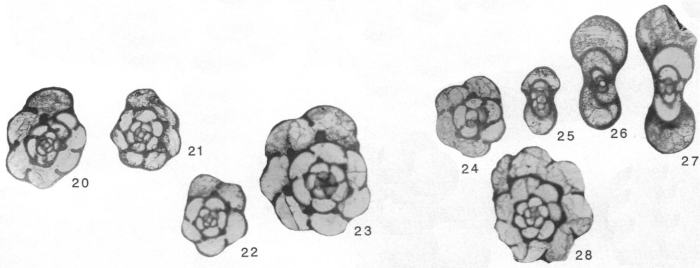 Planoendothyra associata Hoare & Sturgeon, 1998
