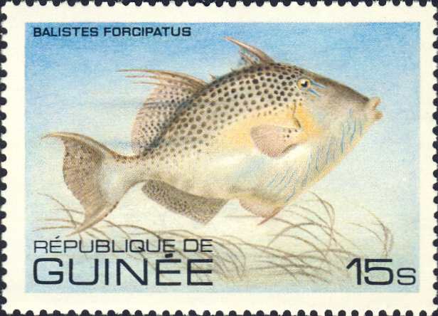 Balistes forcipatus Balistes forcipatus