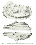 Abyssocythere carpathica Pokorny, 1975 - Holotype in lateral, ventral and dorsal views (From Pokorny, 1975: Plate I, Fig. 1.a-c)