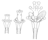 Coryne tricycla, hydranth development