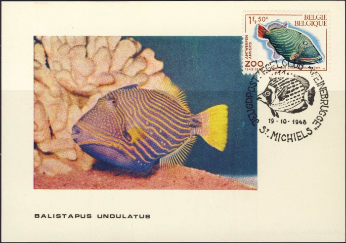Balistapus undulatus Balistapus undulatus