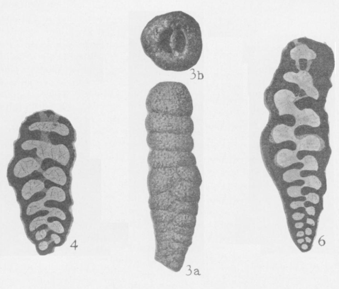 Deckerella laheei Cushman & Waters, 1928 Deckerella laheei Cushman & Waters, 1928