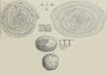 Alveolina decipiens Schwager, 1883