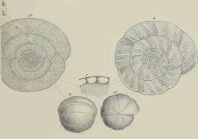 Alveolina (Flosculina) pasticillata Schwager, 1883