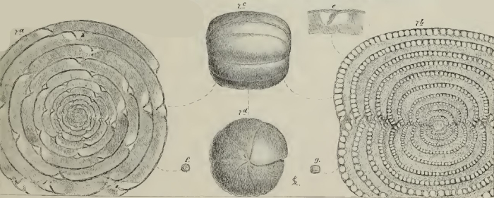 Alveolina dolioliformis Schwager, 1883
