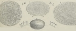 Alveolina ellipsoidalis Schwager, 1883