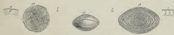 Alveolina (Glomalveolina) lepidula Schwager, 1883