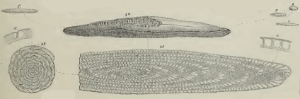 Alveolina frumentiformis Schwager, 1883
