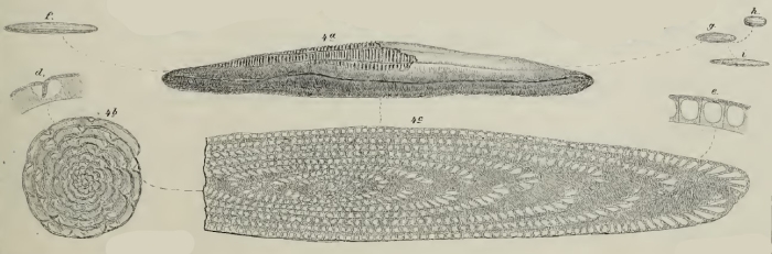 Alveolina frumentiformis Schwager, 1883 Alveolina frumentiformis Schwager, 1883