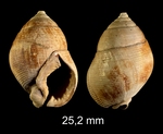 Demoulia conglobata (Brocchi, 1814)