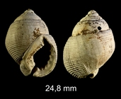 Demoulia pupa (Brocchi, 1814)