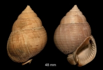 Demoulia conglobata (Brocchi, 1814)